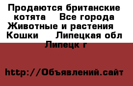 Продаются британские котята  - Все города Животные и растения » Кошки   . Липецкая обл.,Липецк г.